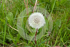 Close up white seed bulb of Dandelion, Taraxacum officinale,
