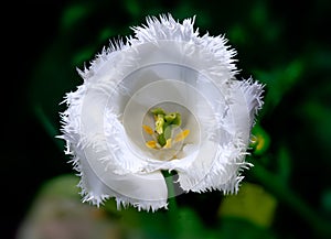 White serrated tulip on green