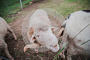Close up white sheep eating grass in farm