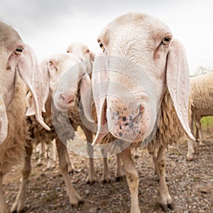 Close-up of white a sheep that looking in front of the camera. Concept of diversity, acceptance and curiosity