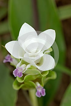Close up on white siam tulip flower which rare col