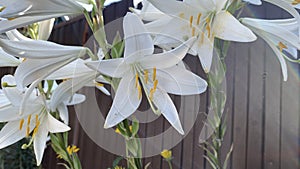 close-up of a white six-petalled bell-like flower with yellow stamens.