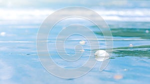 Close up white small shell on tropical sand beach with soft waves bubbles foams of blue water ocean sea blurred background