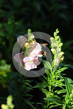 Close up of white snapdragon in nature black blackground