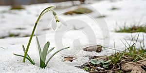 Close-up of white snowdrop flower in snow
