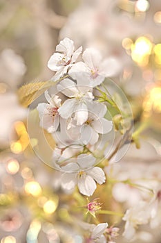 Close-up on white somei yoshino cherry blossom with pale bokeh t photo