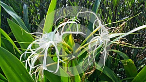 Close up of white spider lily flower or hymenocallis littoralis in the garden