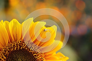 Close up of White Spider in Sunflower Flower