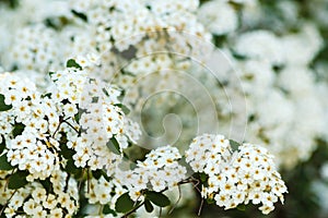 Close-up of white spirea flowers