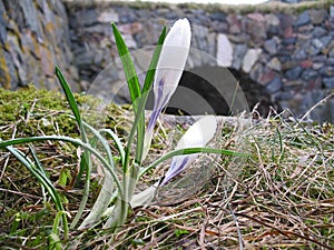 Close up of white spring crocus