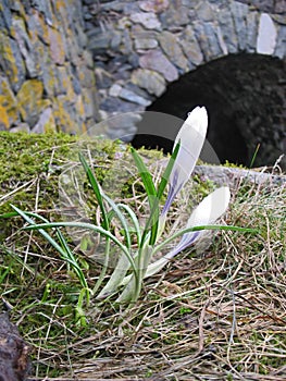 Close up of white spring crocus
