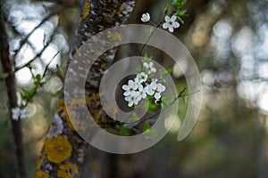 Close-up of a white spring flower in a plum tree with a fuzzy background with a pronounced bokeh