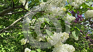 Close-up of white spring lilac flowers. Approaching a bouquet of lilacs.