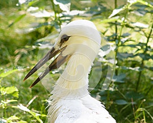 Close up on White Stork head