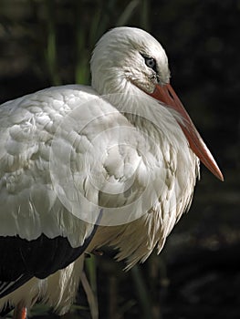 Close-up white stork seen from profile