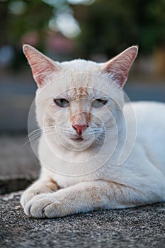 Close up of white stray cat with beautiful bokeh