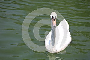 Close up White swan is cute in river