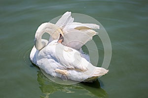 Close up White swan is cute in river