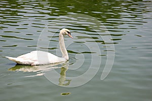 Close up White swan is cute in river