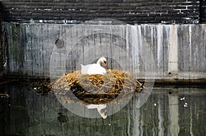 Close up of white swan nesting on a city canal/urban wildlife