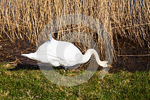 Close-up of a white swan stands on the shore of the lake and drinks water on a summer sunny day