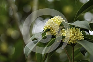 Close up of white Sweet Osmanthus or Sweet olive flowers blossom