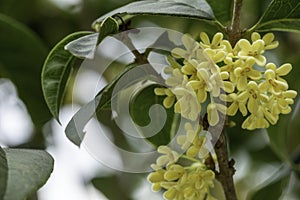 Close up of white Sweet Osmanthus or Sweet olive flowers blossom