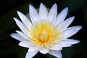White sweet white petal lily lotus flowers with yellow pollen blooming on background