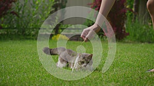 Close up of a white tabby domestic cat hunter gaze and preparing to attack in the garden