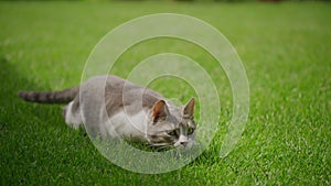 Close up of a white tabby domestic cat preparing to attack on a green grass lawn in the garden