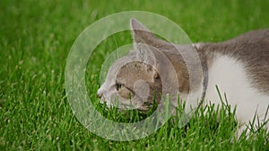 Close up of a white tabby shorthair cat preparing to attack in the green grass lawn in slow motion