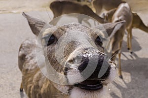 Close up of white tail doe with long eye lashes