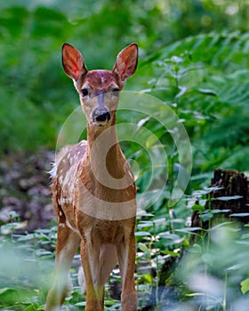 Close up of a White-tailed deer fawn