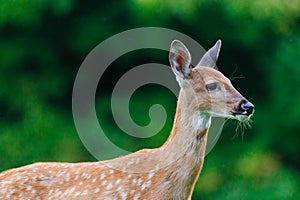 Close up of a white-tailed deer fawn