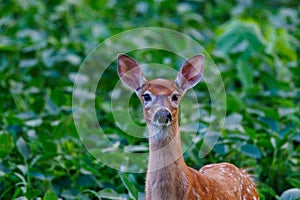 Close up of a white-tailed deer fawn with spots
