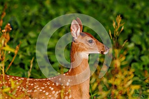 Close up of a white-tailed deer fawn with spots standing on the edge of a soybean field during summer.
