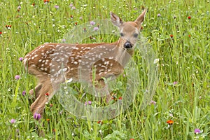 White Tailed Deer Fawn in Flowers Close up