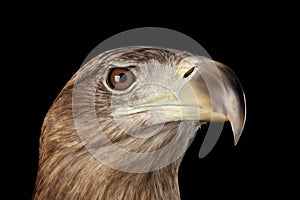 Close-up White-tailed eagle, Birds of prey isolated on Black background