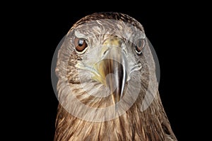 Close-up White-tailed eagle, Birds of prey isolated on Black background