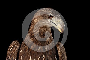 Close-up White-tailed eagle, Birds of prey isolated on Black background