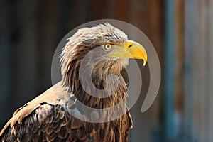 Close-up of a white-tailed eagle with intense gaze and detailed plumage