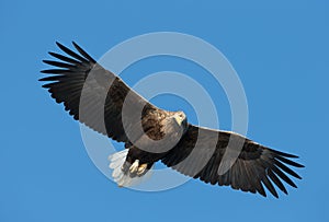 Close up of a White-tailed sea Eagle in flight