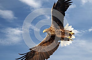 Close up of a White-tailed sea eagle in flight
