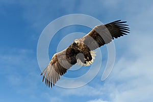 Close up of a White-tailed sea Eagle in flight