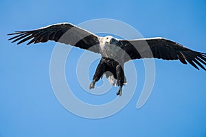Close up of a White Tailed Sea Eagle Haliaeetus albicilla in flight
