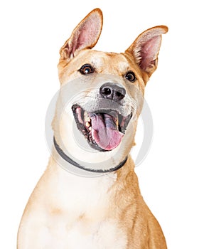 Close Up Of White and Tan Large Mixed Breed Dog