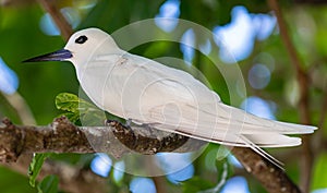 Close up of a White tern Gygis alba - Cousin island, Seychelles