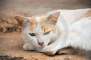 Close up white thai cat is sleeping on floor