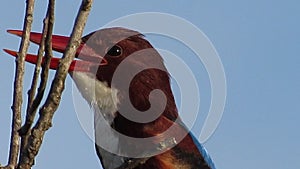 Close-up Of A White-throated Kingfisher Singing
