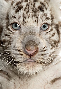Close-up of a White tiger cub
